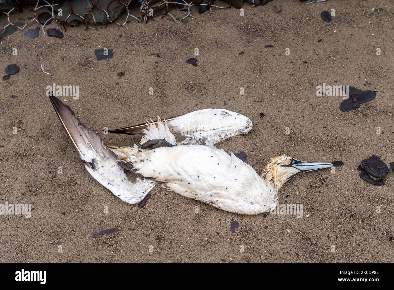 Warren Beach, Rosscarebry, West Cork, Ireland. , . Two dead birds have been spotted on the Warren Beach in West Cork today, amidst current fears of Avian Flu. Credit: AG News/Alamy Live News Stock Photo