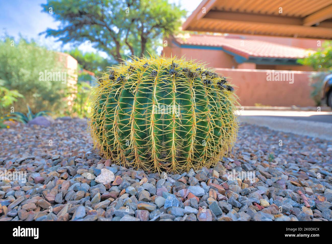 Round barrel cactus on a gravel outside the residences in Tucson, Arizona. Close-up of a round cactus against the blurred images of trees and plants n Stock Photo