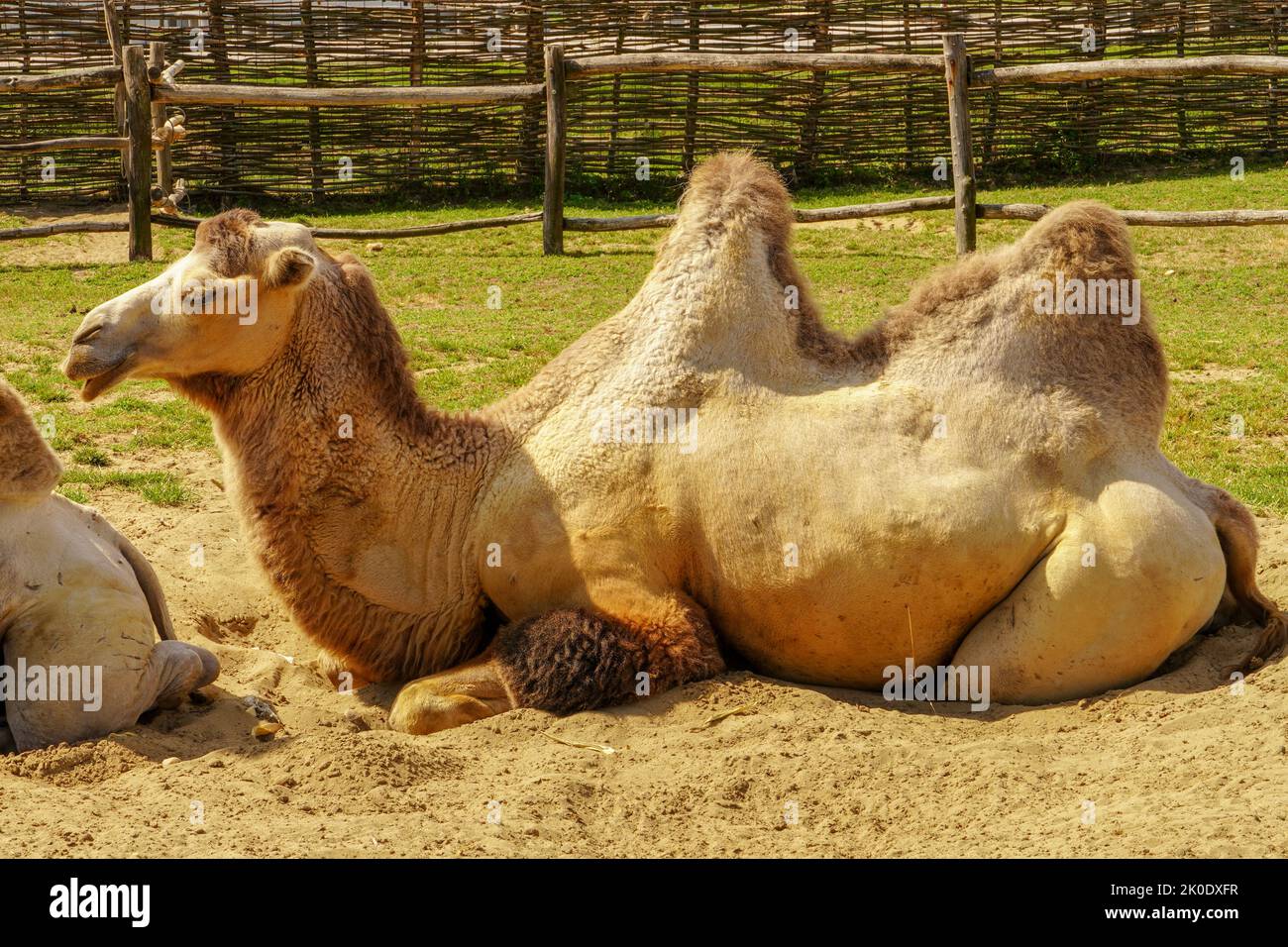 A camel lies on the sandy ground next to the house and enjoys a Sunny ...