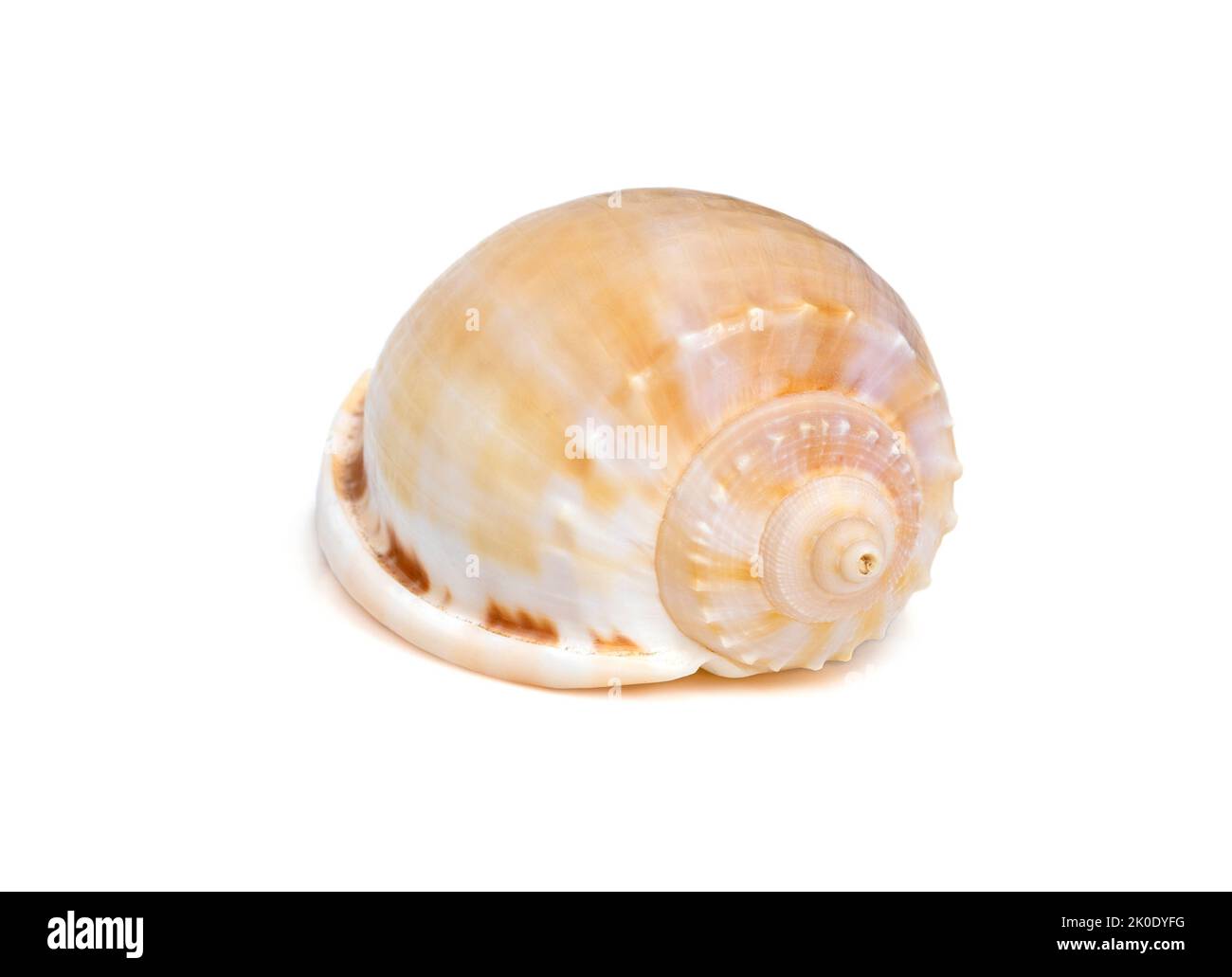 Image of phalium glaucum shell, common name the grey or glaucus