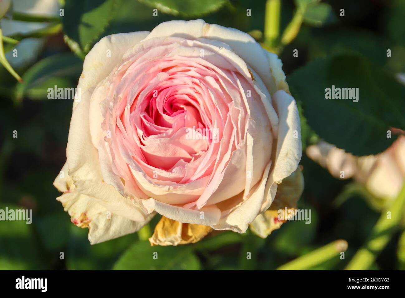 Ragazza flower head of a rose in de Guldemondplantsoen Rosarium in Boskoop the Netherlands Stock Photo