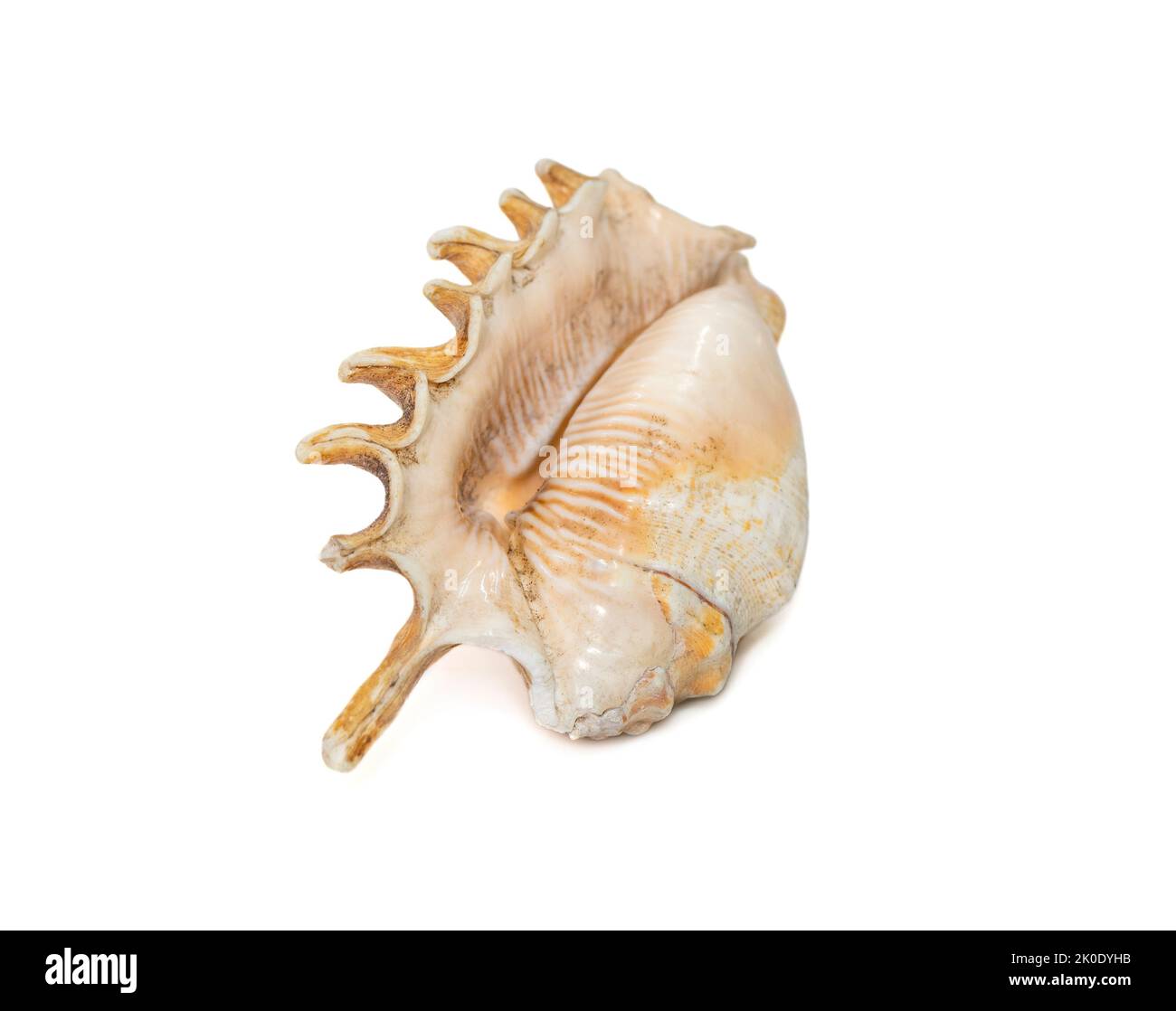 Image of Millipede spider conch (Lambis millepeda) isolated on white background. Sea snail. Undersea Animals. Sea Shells. Stock Photo