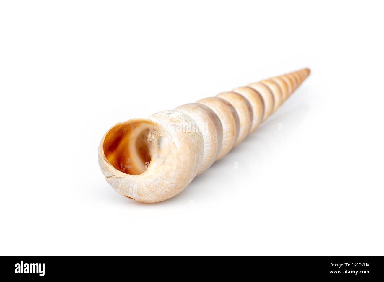 Image of pointed cone shell (Terebridae) on a white background. Undersea Animals. Sea Shells. Stock Photo