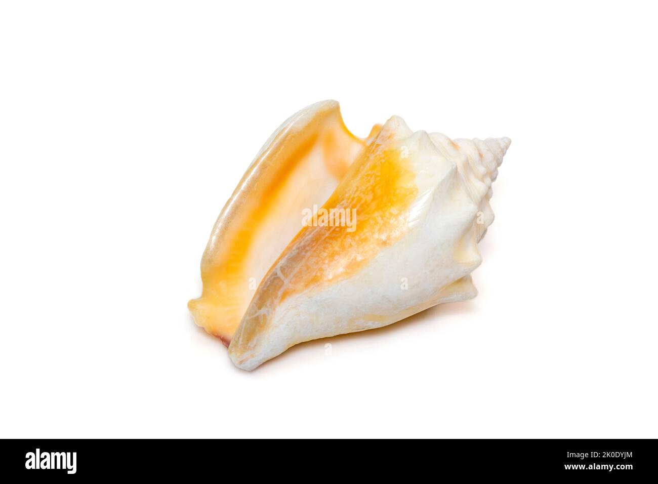 Image of strombus alatus sea shell, the Florida fighting conch, is a species of medium-sized, warm-water sea snail, a marine gastropod mollusk. Stock Photo