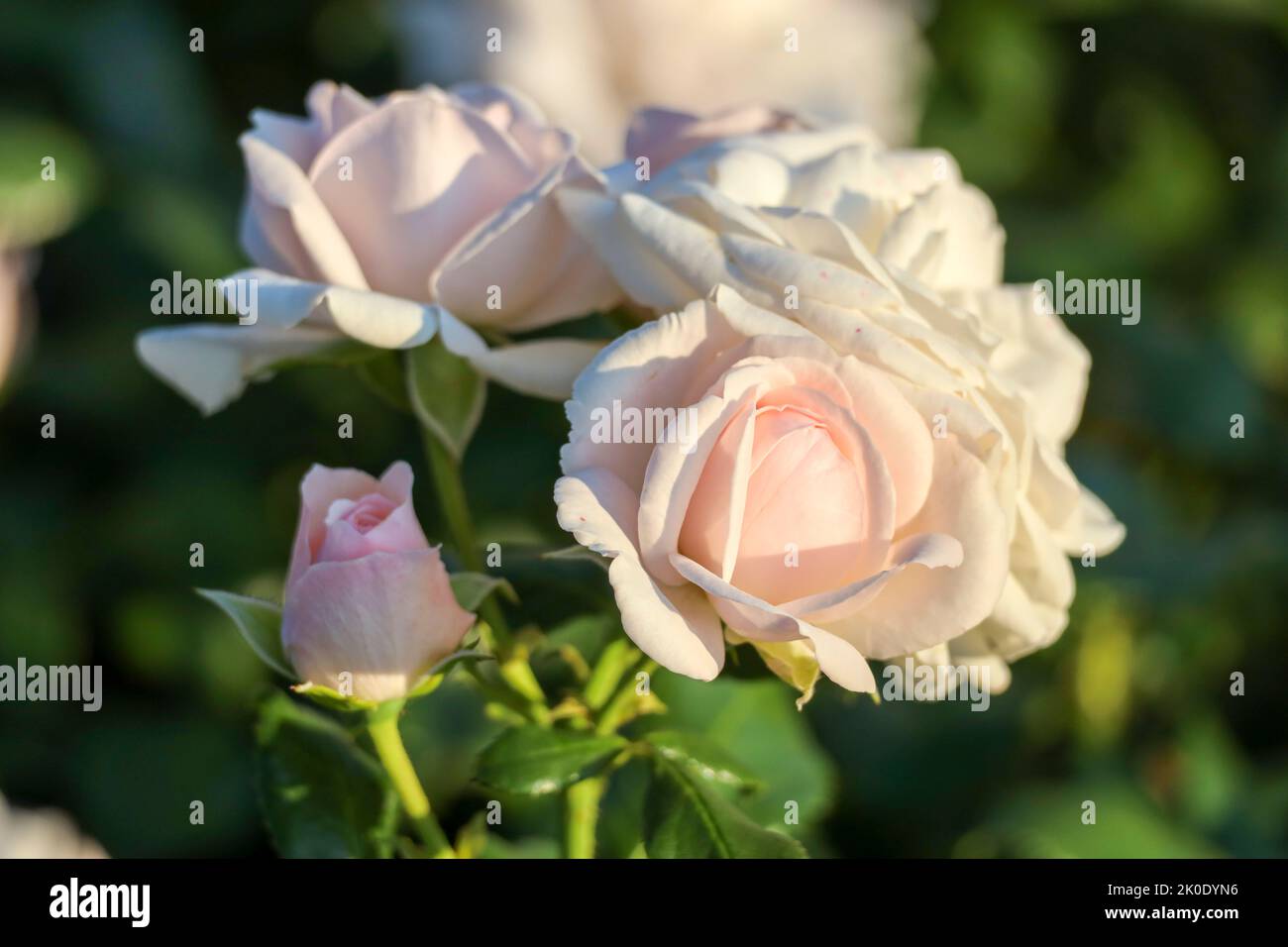 Sweet Romanza flower head of a rose in de Guldemondplantsoen Rosarium in Boskoop the Netherlands Stock Photo