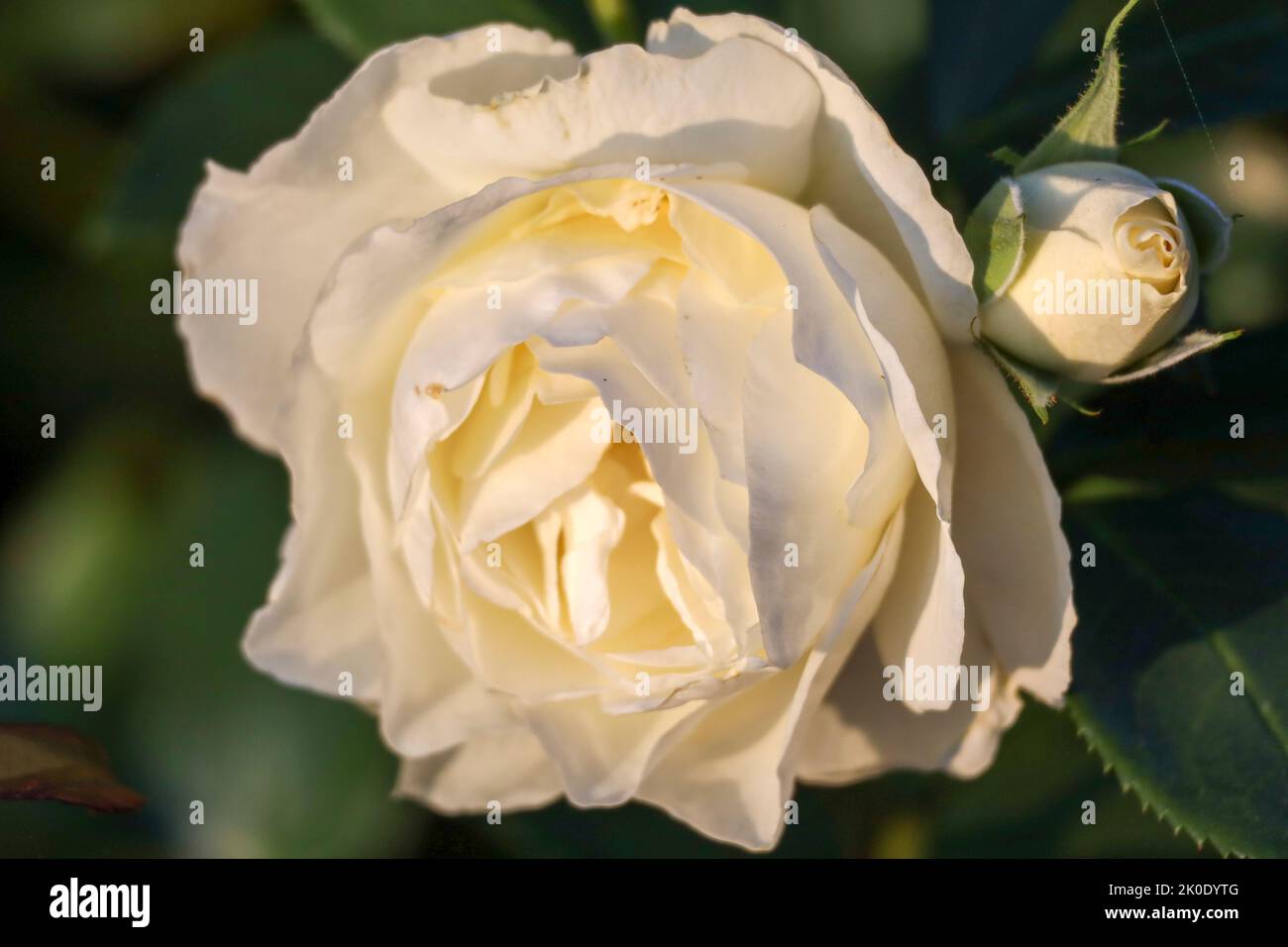 White Romanza flower head of a rose in de Guldemondplantsoen Rosarium in Boskoop the Netherlands Stock Photo