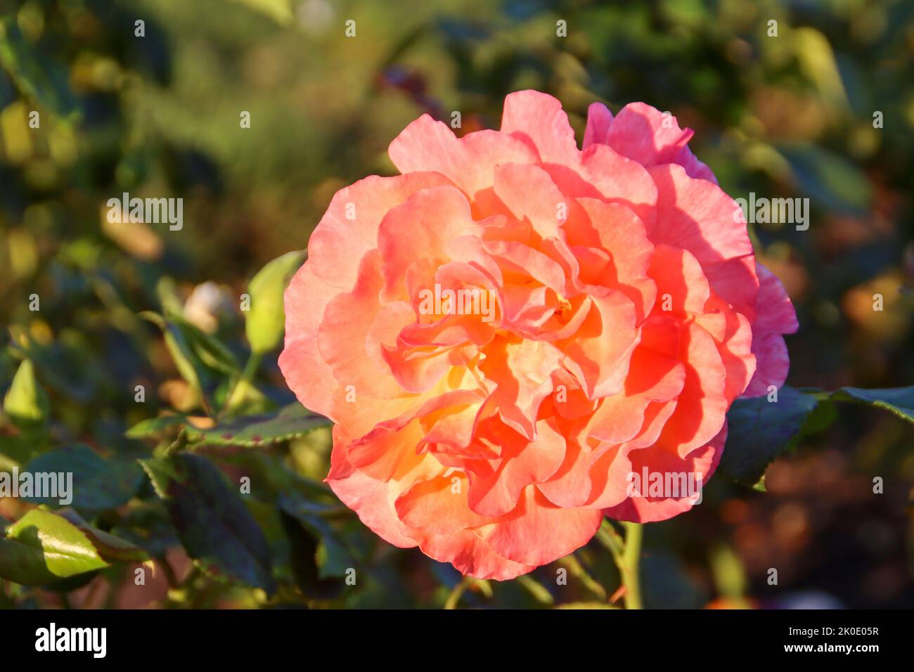 Royal Wedding flower head of a rose in de Guldemondplantsoen Rosarium in Boskoop the Netherlands Stock Photo