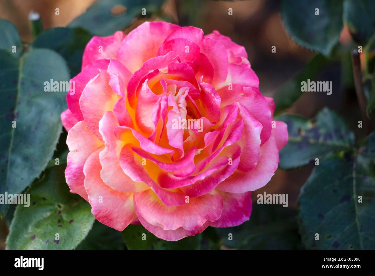 Rose named Newsflash in the Guldemondplantsoen rosarium in Boskoop Netherlands Stock Photo