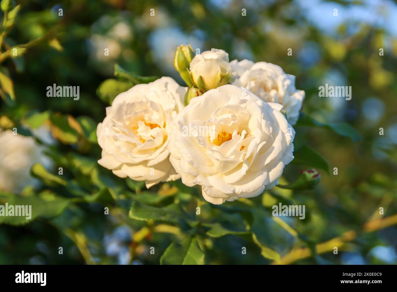 New Dreams flower head of a rose in de Guldemondplantsoen Rosarium in Boskoop Netherlands Stock Photo