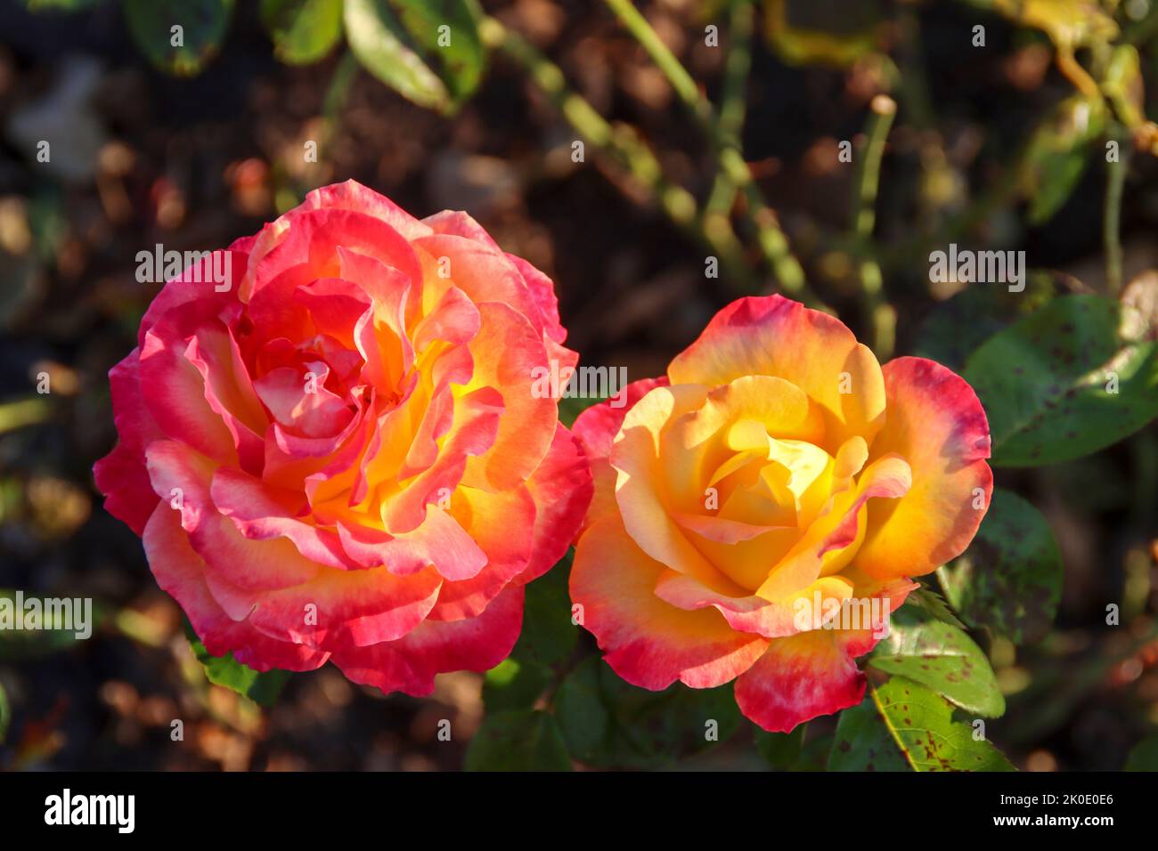 Roses in the rosarium Guldemondplantsoen in Boskoop the Netherlands Stock Photo