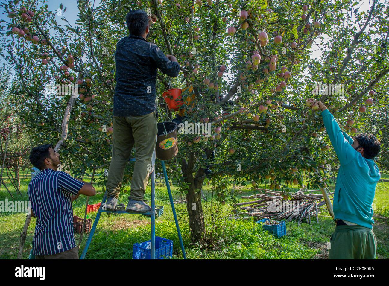 Farmers pick fresh apples at an orchard during the harvesting season on the outskirts of