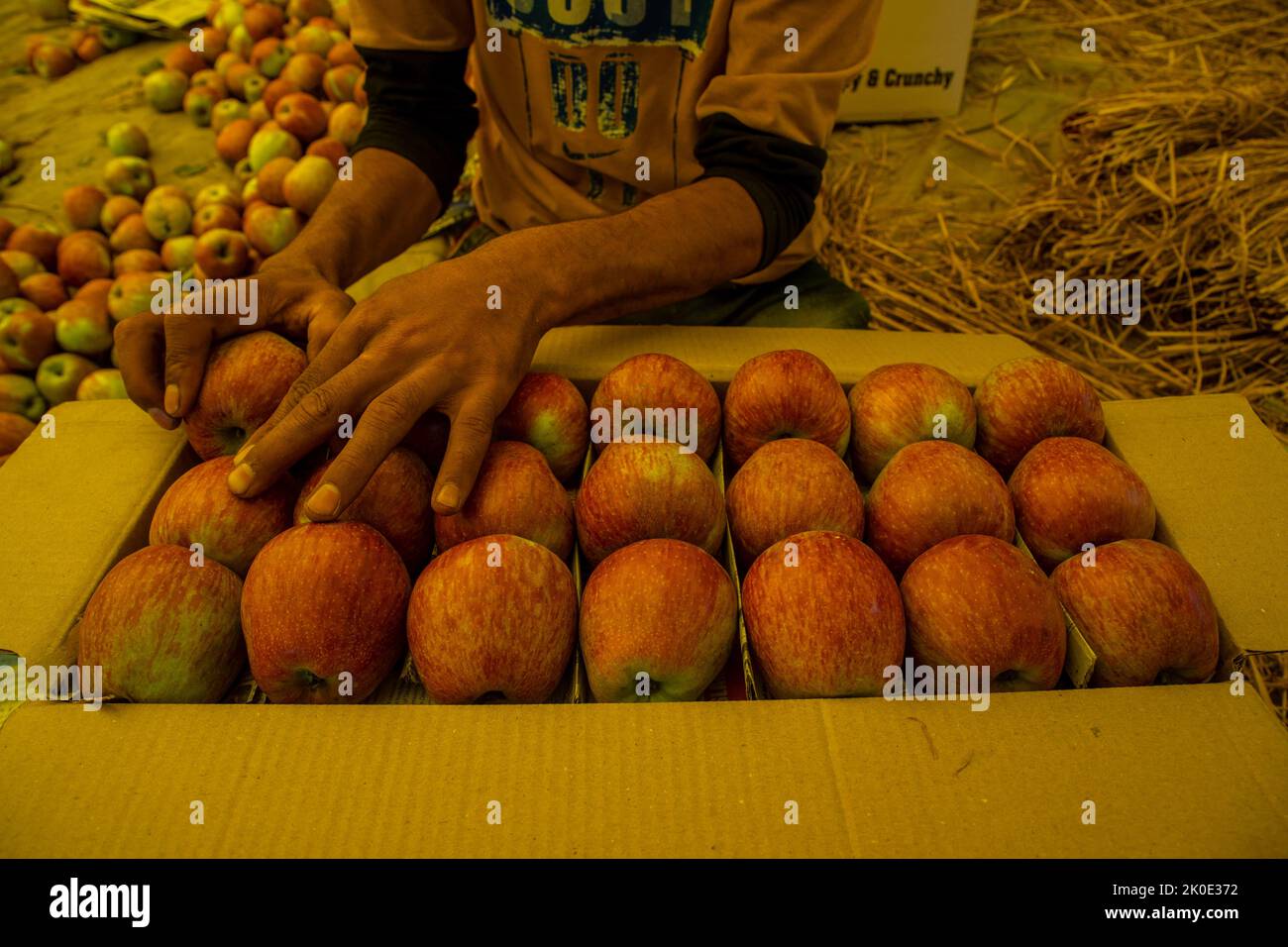 A Farmer Packs Fresh Apples At An Orchard During The Harvesting Season a-farmer-packs-fresh-apples-at-an-orchard-during-the-harvesting-season