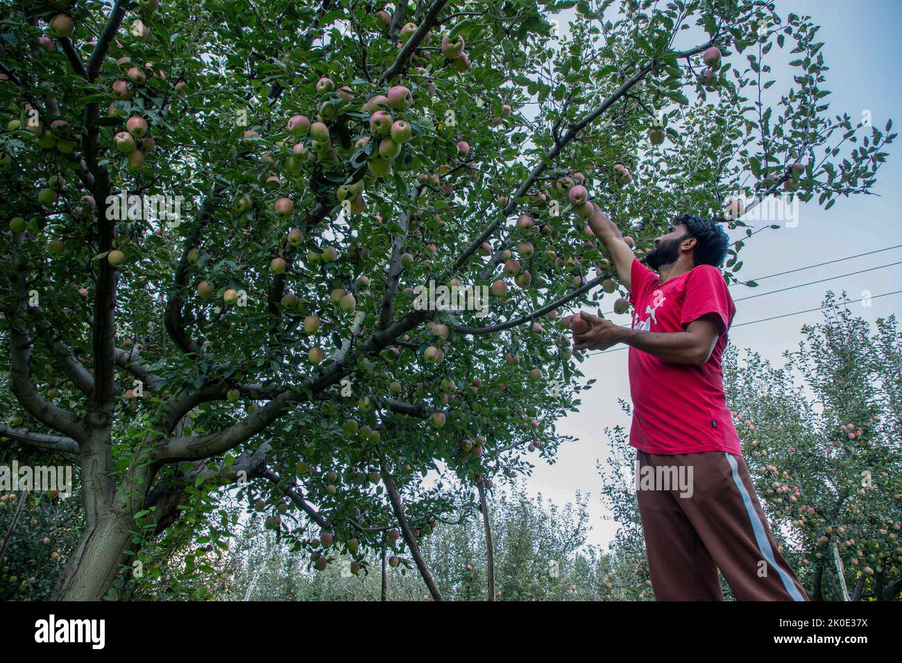 A Farmer Picks Fresh Apples At An Orchard During The Harvesting Season a-farmer-picks-fresh-apples-at-an-orchard-during-the-harvesting-season