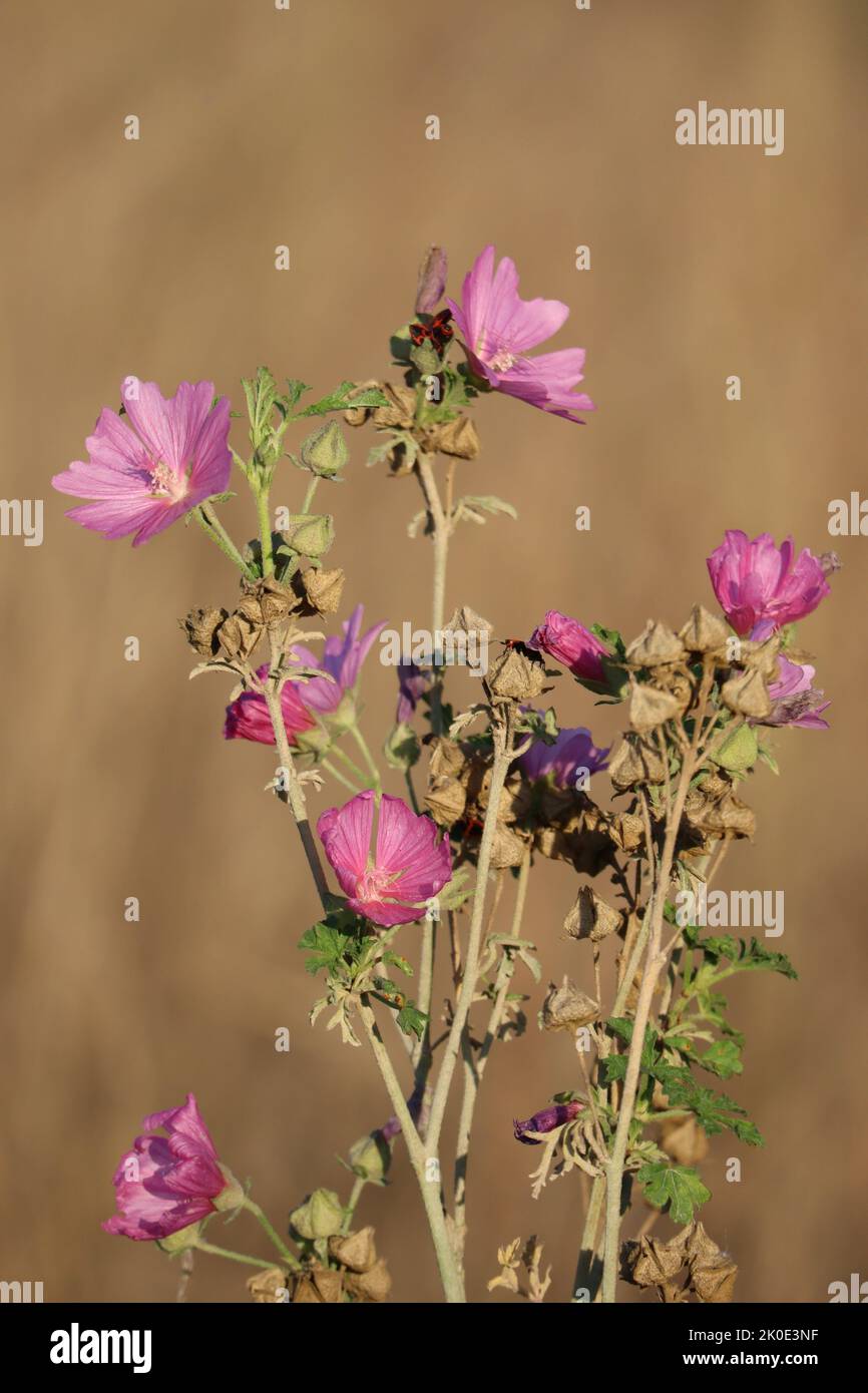 Musk mallow in a Sand pit Stock Photo