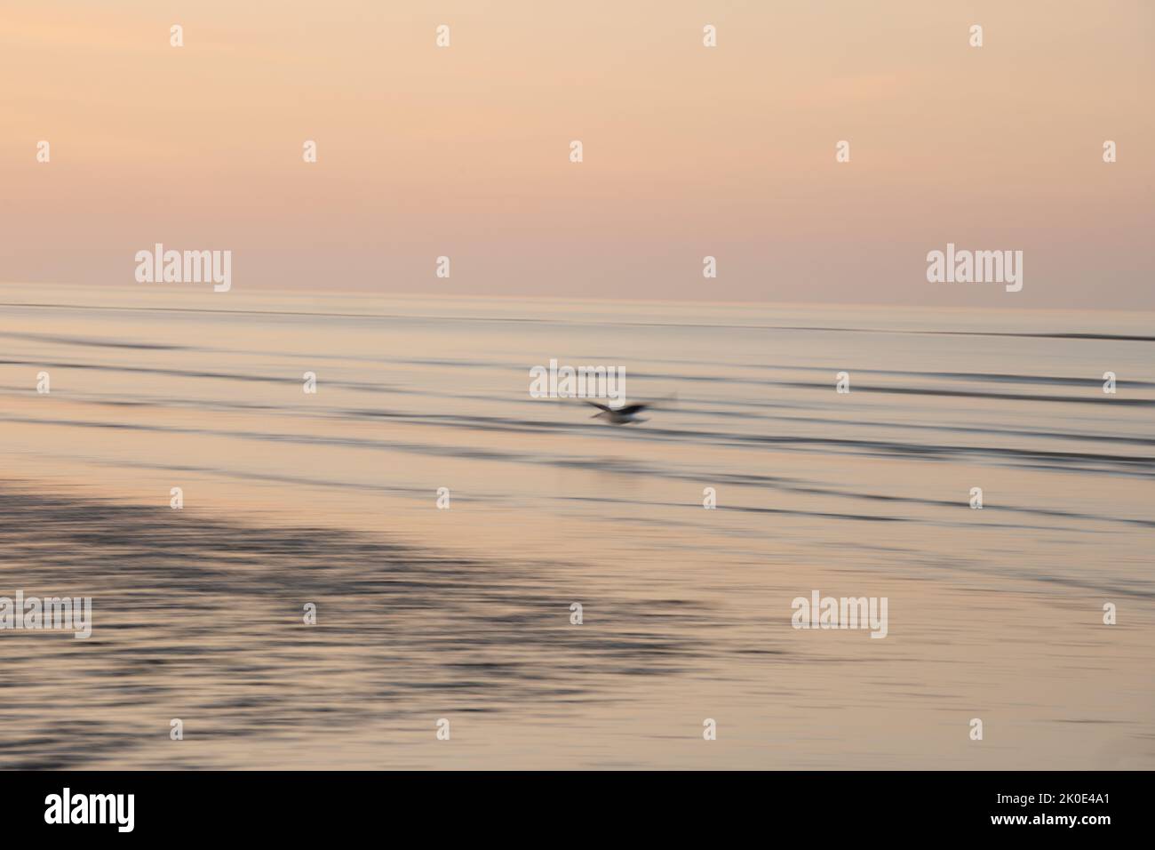 ICM Intentional Camera Movement image of bird flying over the ocean at sunrise in Sussex, England Stock Photo