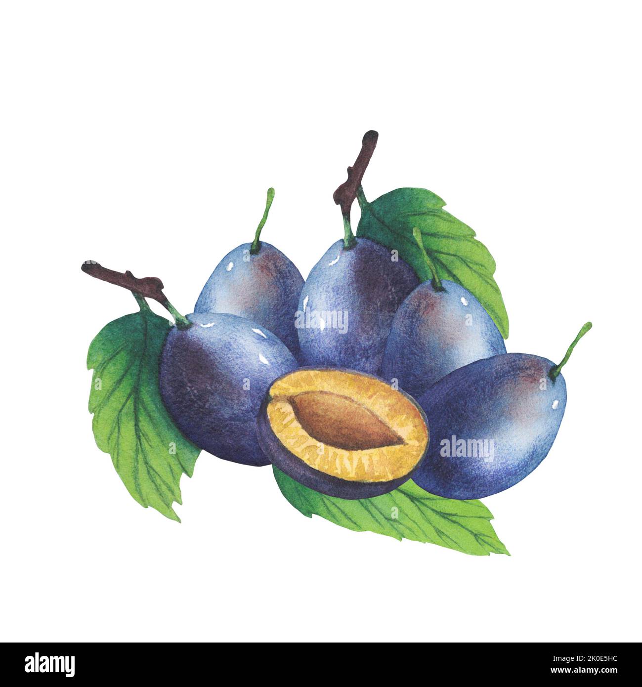 Hand drawn watercolor plum and leaves isolated on white background ...