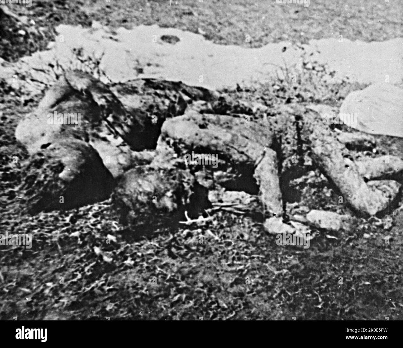 The bodies of prisoners executed by the Ustasa in Jasenovac. The Ustasa (Croatian Revolutionary Movement) or Ustase was a Croatian fascist organization, between 1929 and 1945. Jasenovac was a concentration and extermination camp established in occupied Yugoslavia during World War II. Stock Photo
