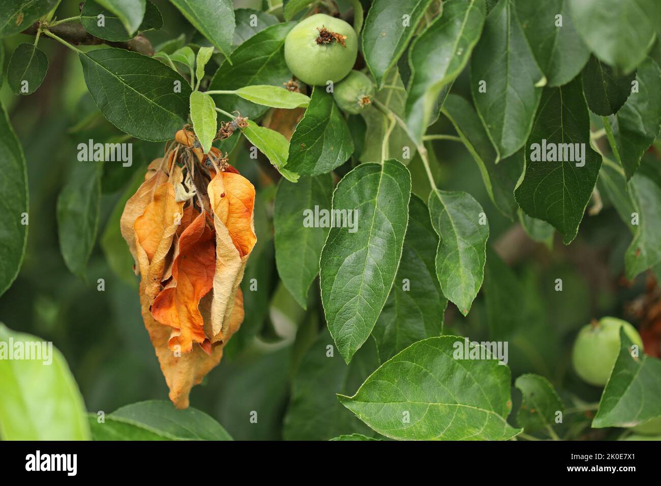 Diseases of fruit trees. Dried leaves on a apple tree. Stock Photo