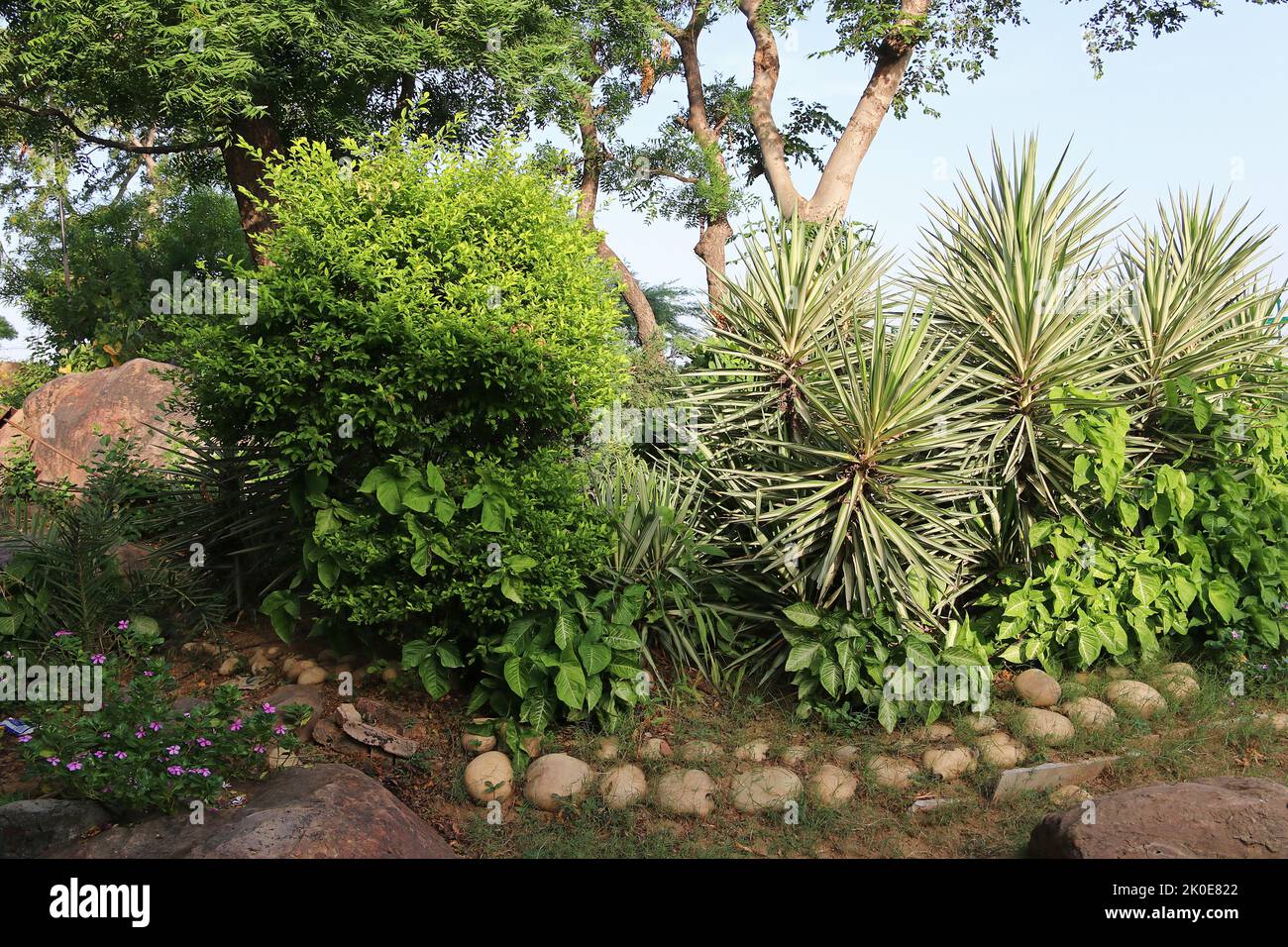 Palm trees and other tropical trees and bushes in a hotel park in India, Haryana. Landscaping. Stock Photo