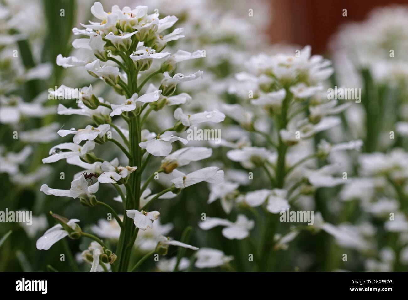 White flower Iberis after the rain. Candytuft (Iberis amara - Iberis sempervirens, multiple flowers) Stock Photo