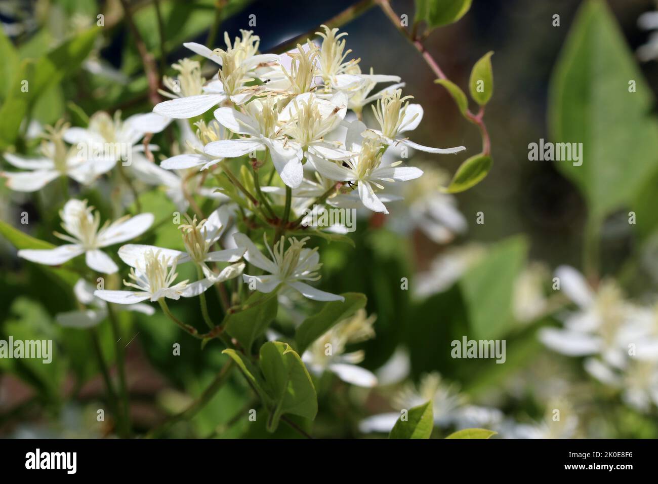Beautiful flowers of blossoming white Miniature Clematis. Bush of