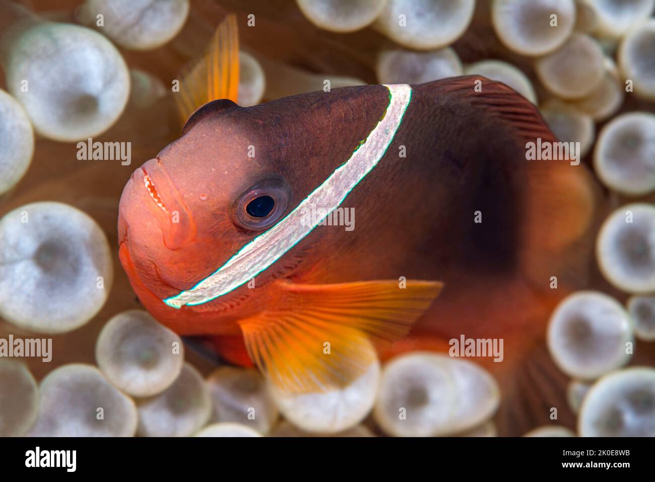 A small, orange tropical clownfish in Fiji swims within the protective tentacles of a host anemone with his mate following behind Stock Photo