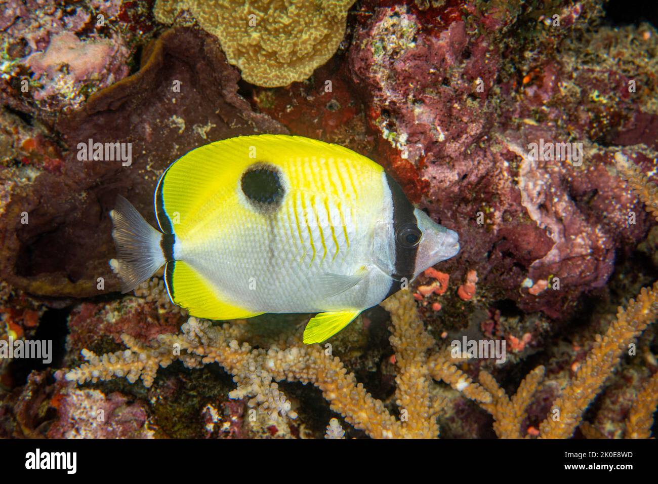 A colorful yellow tropical butterfly fish swims by an encrusted reel in the south pacific Stock Photo