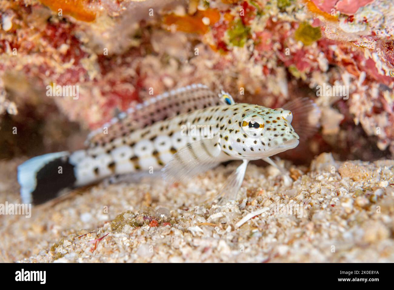 A white speckled sandperch rests on the white sandy bottom on a tropical reef in Fiji hunting for small crabs and other prey. Stock Photo
