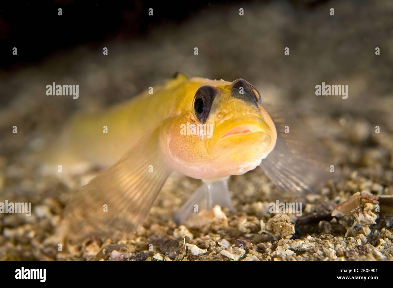 A common black eye goby rests on a sandy bottom off of Catalina Island in California's channel islands, carefully checking me out. Stock Photo