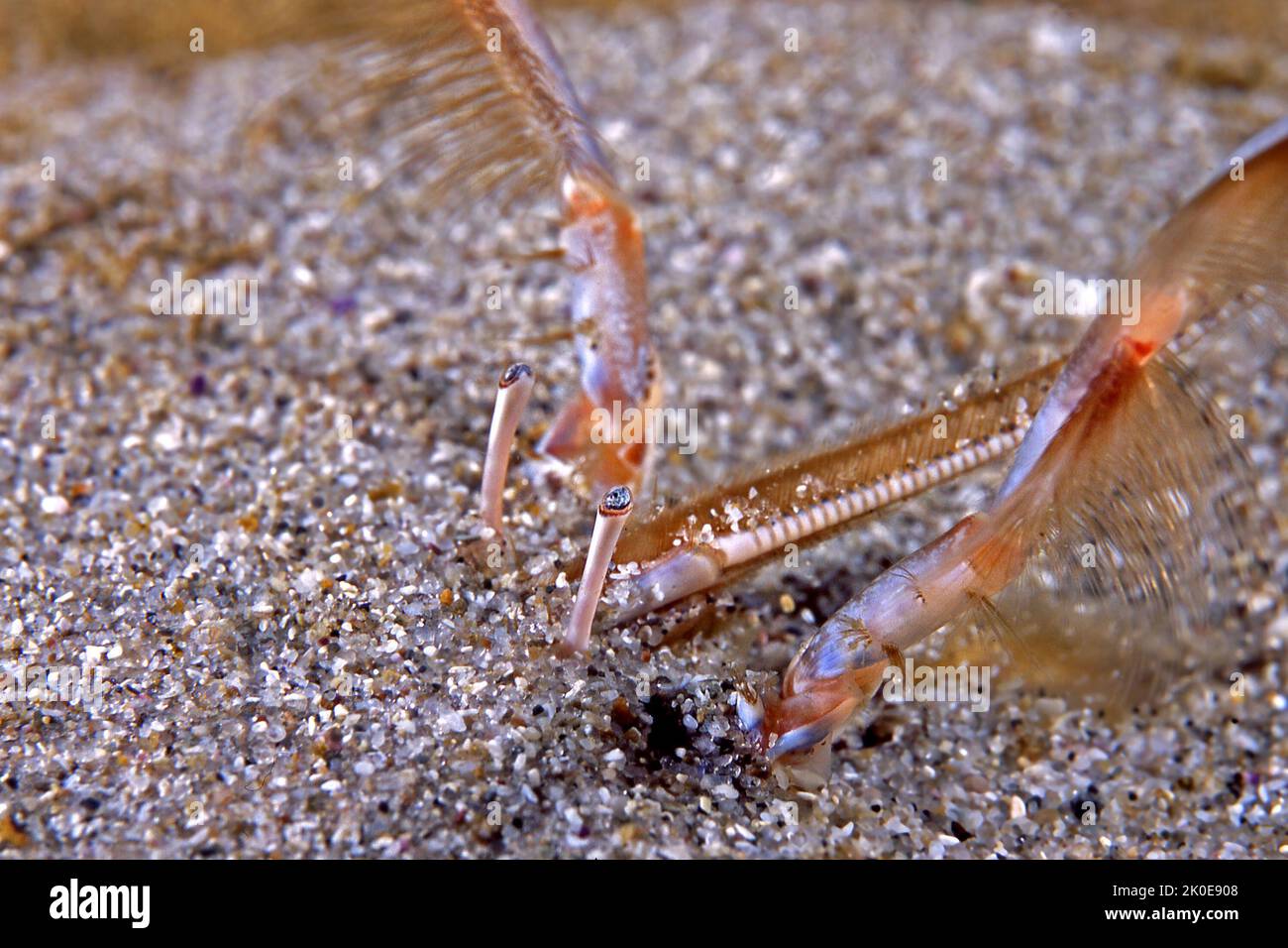 A very rare occurrence to photograph this crab in the wild, I was lucky enough to capture a pacific sand crab feeding on plankton using its tentacles Stock Photo
