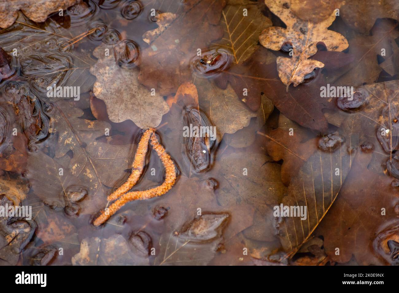 Wet brown puddle texture hi-res stock photography and images - Alamy