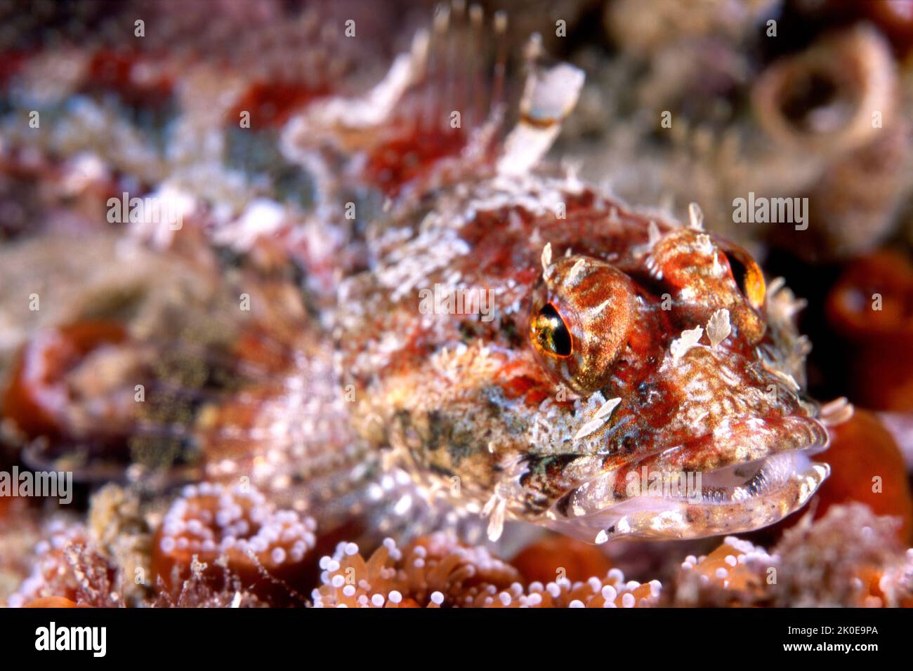 Close up of a red coralline sculpin's face shows its beautiful colors and patterns that blend in to its habitat for protection. Stock Photo
