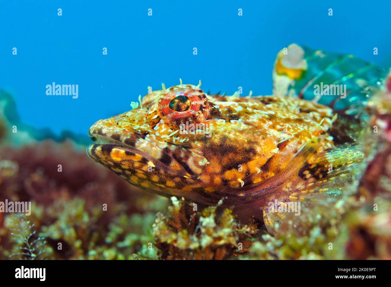 Close up of a brown coralline sculpin's face shows its beautiful colors and patterns that blend in to its habitat for protection. Stock Photo