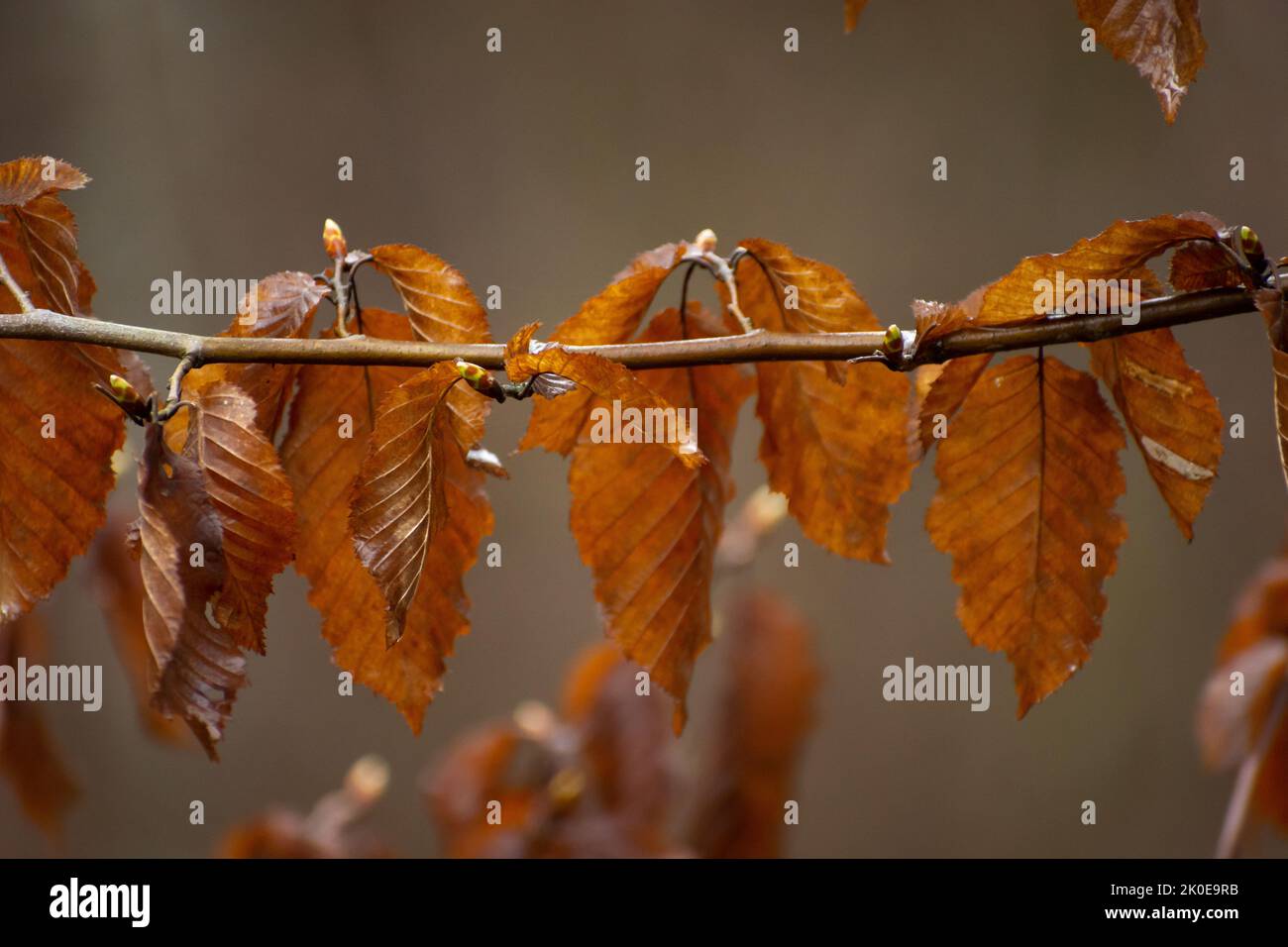 Wet brown leaves on a tree branch Stock Photo