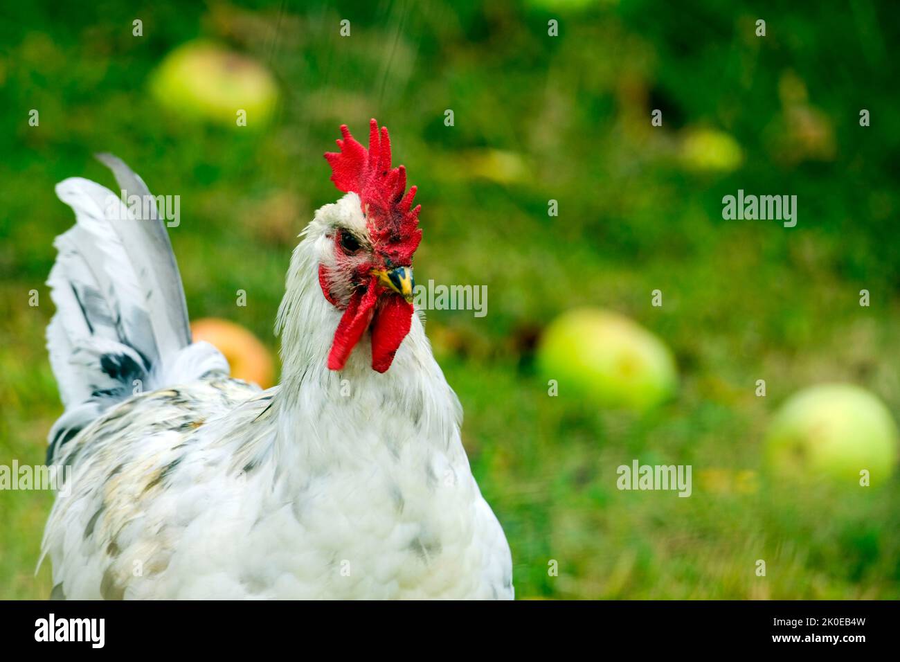 DEU, Deutschland, Nordrhein-Westfalen, Ruhrgebiet, Essen, 09.09.2022: ein Hahn auf einer Obstwiese in einem Garten im Essener Sueden Stock Photo