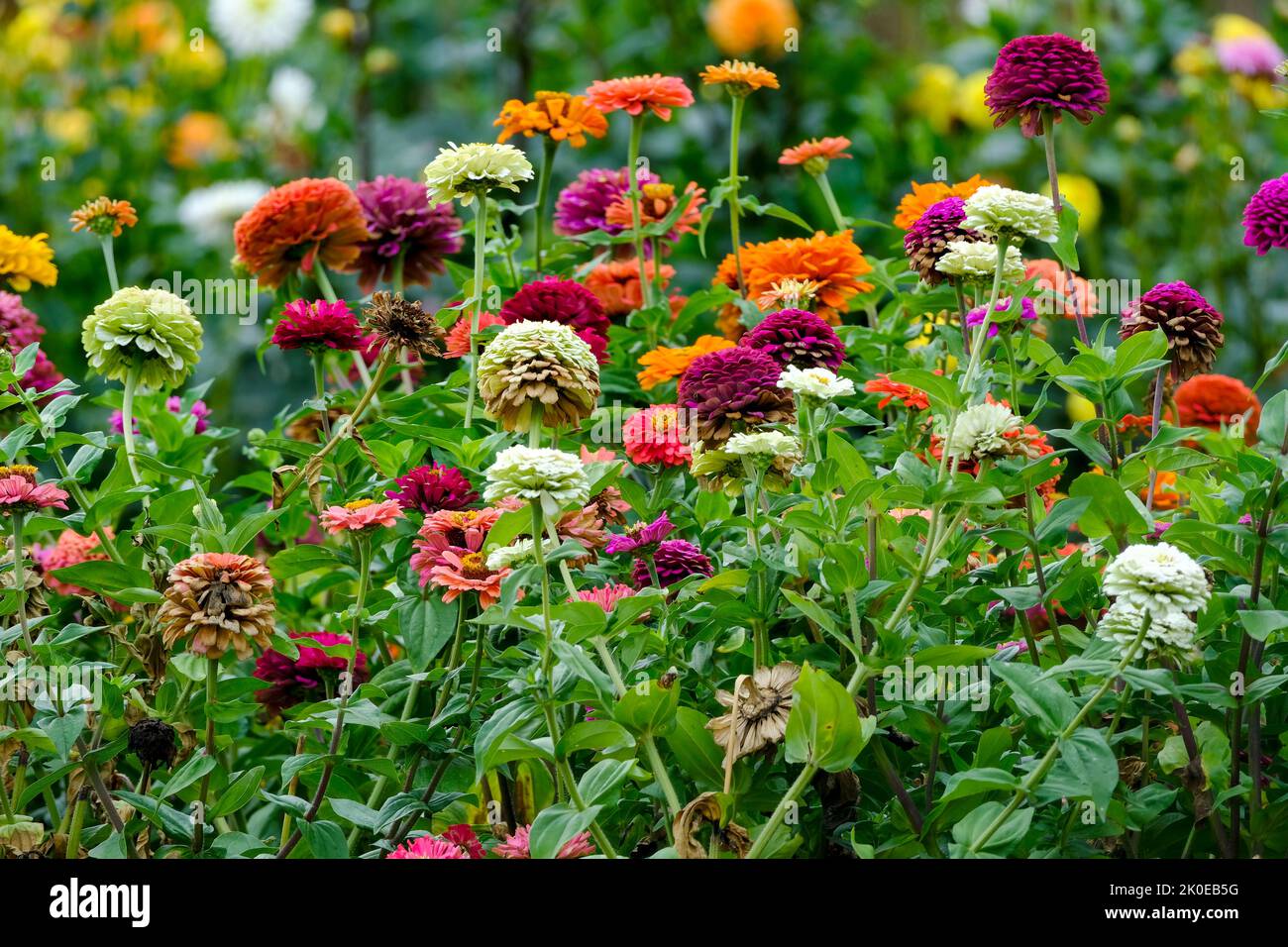 DEU, Deutschland, Nordrhein-Westfalen, Ruhrgebiet, Essen, 09.09.2022: Dahlien in einem Garten im Essener Sueden Stock Photo