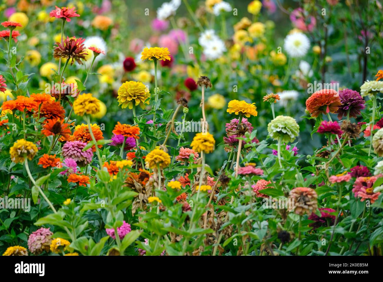 DEU, Deutschland, Nordrhein-Westfalen, Ruhrgebiet, Essen, 09.09.2022: Dahlien in einem Garten im Essener Sueden Stock Photo
