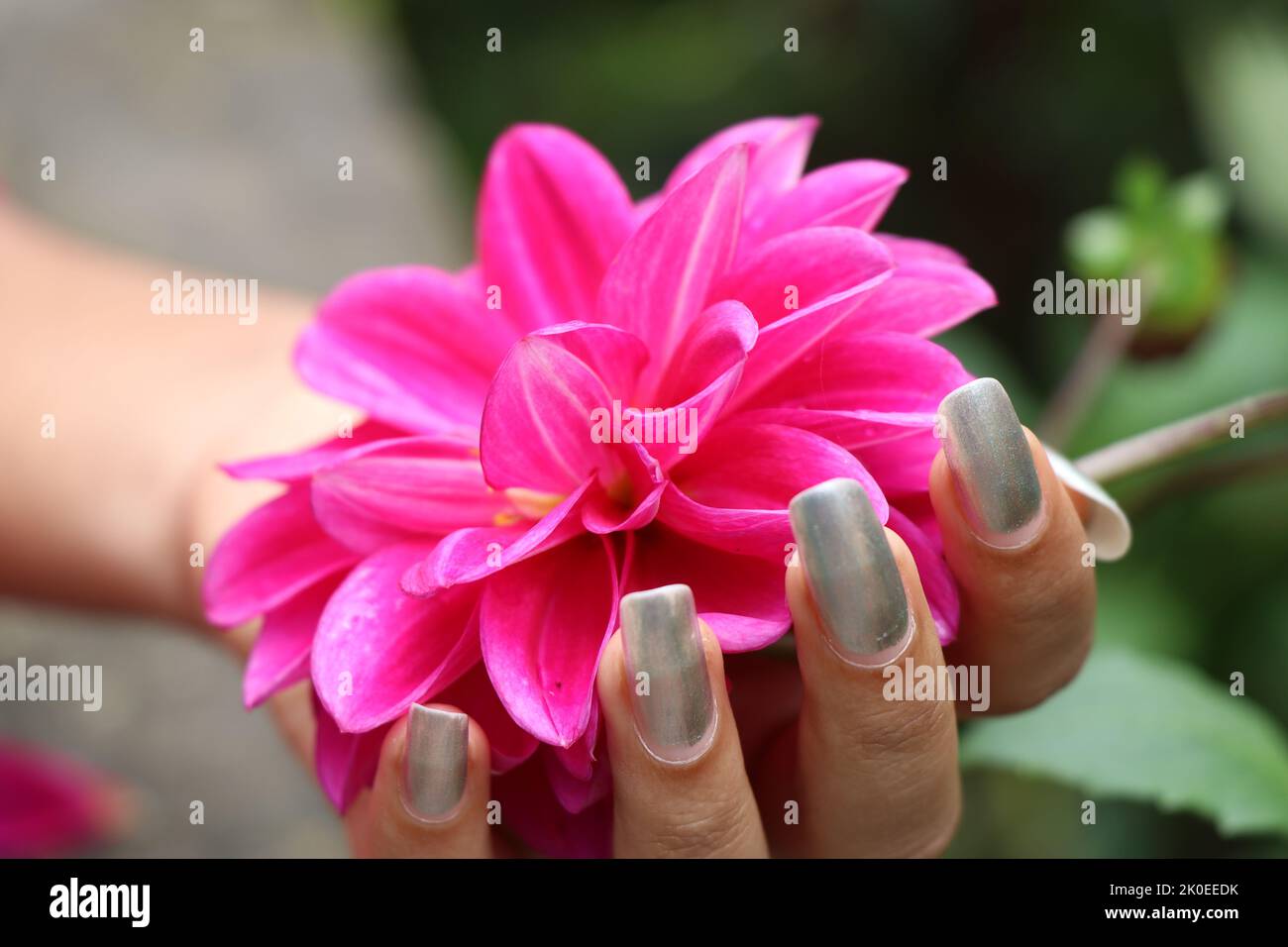 Holding a fully blooming pink dahlia flower, Beautiful natural flowers Stock Photo