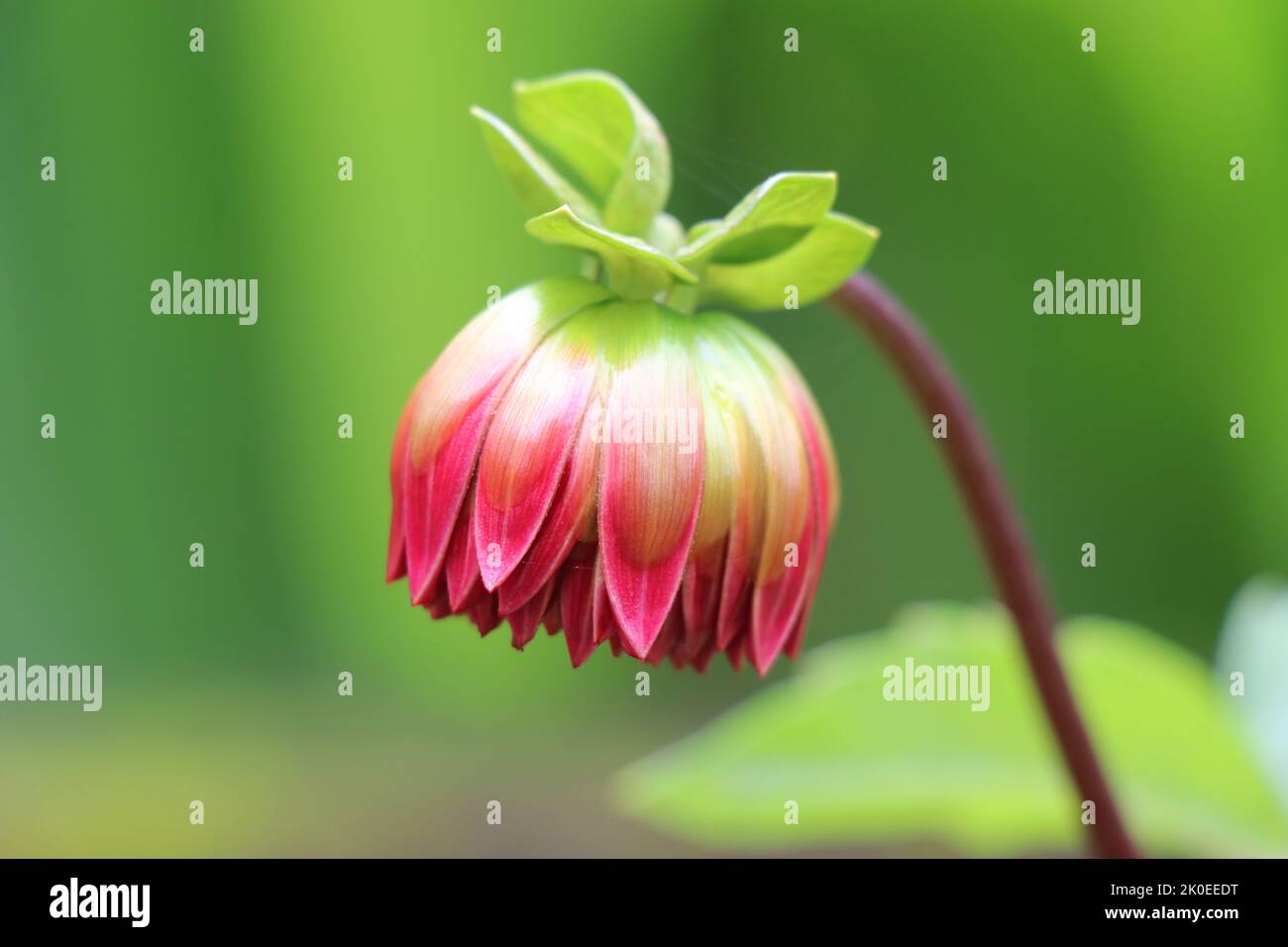 Macro of a beautiful dahlia flower bud ready to bloom on a natural green background Stock Photo