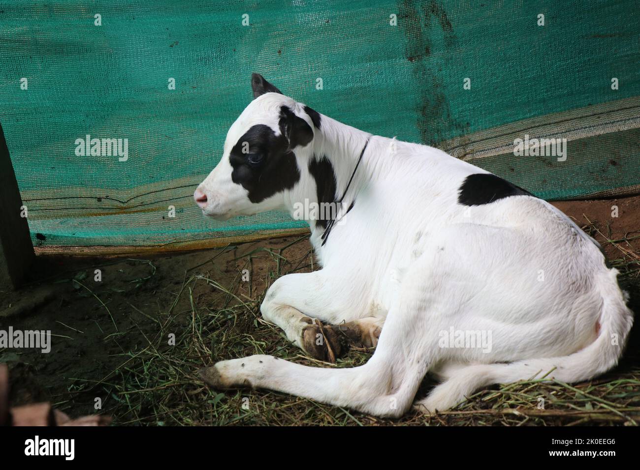Few days old domestic calf resting on ground in a cowshed with beautiful black and white mix color Stock Photo