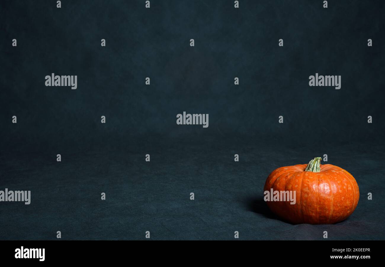 Pumpkin on dark background for Halloween, one isolated vegetable, single orange squash against black wall with space. Concept of hallowen, thanksgivin Stock Photo