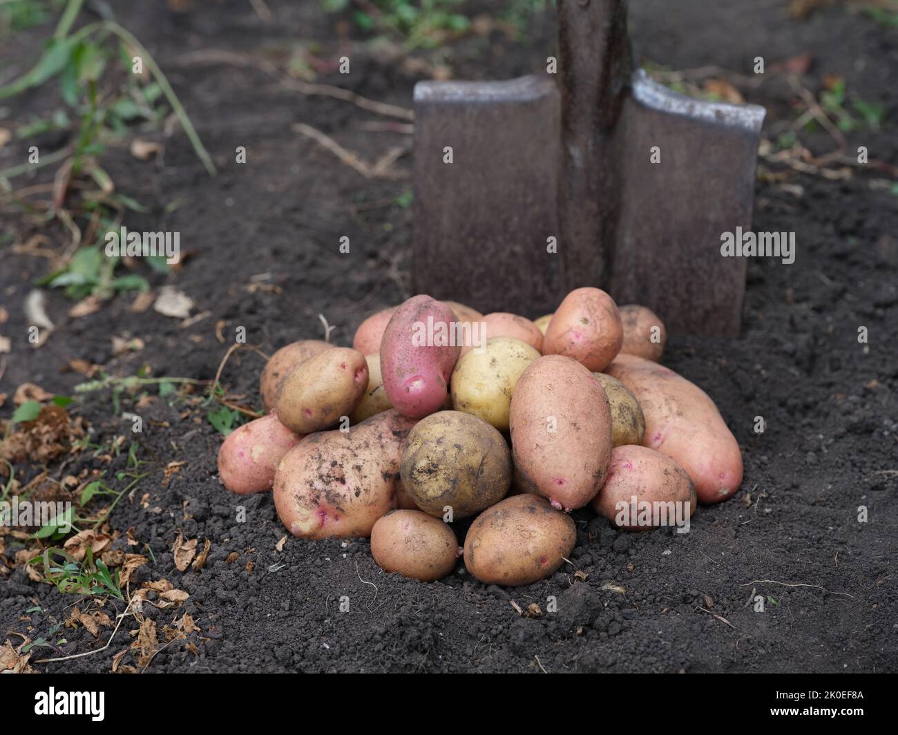 A pile of potatoes lying on the ground in front of a shovel. Close up. Stock Photo