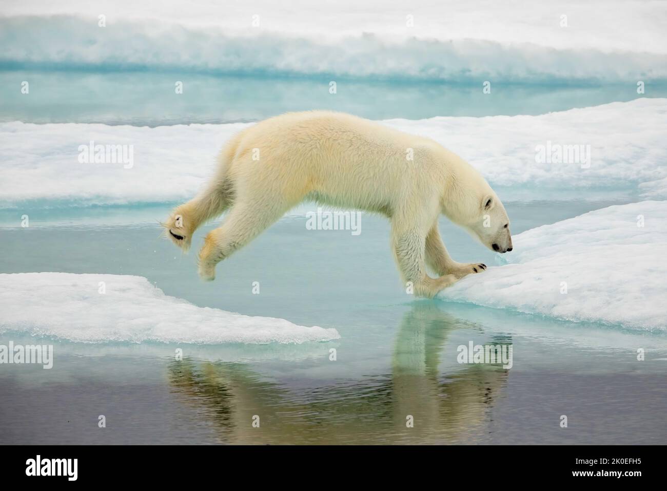Polar bear adult  on sea ice in Beaufort Sea, Nunavut, Canada. Stock Photo