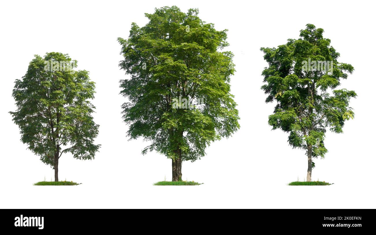 Isolated collection high quality tree on white background with ...