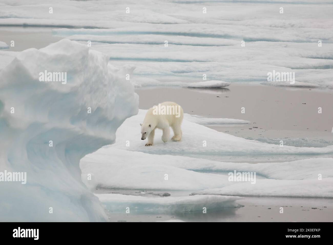 Polar bear adult on sea ice in Beaufort Sea, Nunavut, Canada. Stock Photo