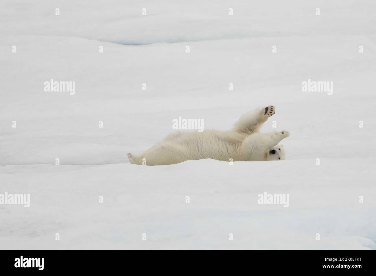 Polar bear on sea ice in Beaufort Sea, Nunavut, Canada. Stock Photo