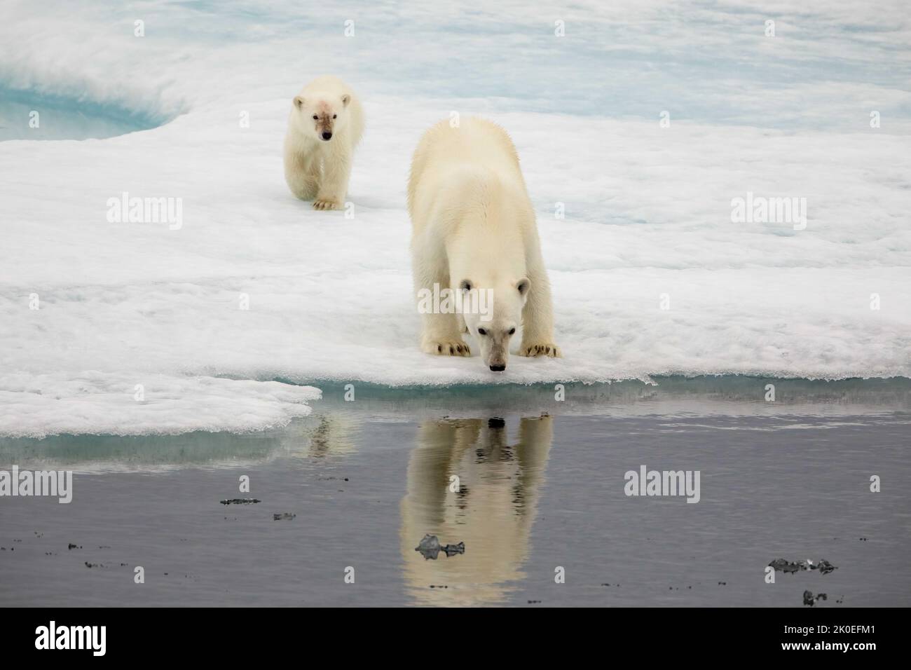 Polar bear adult and cub on sea ice in Beaufort Sea, Nunavut, Canada. Stock Photo