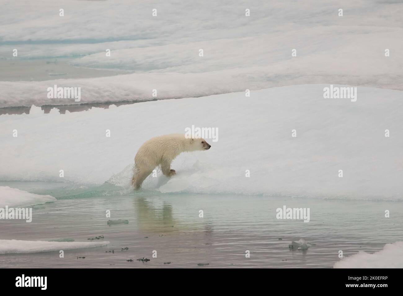 Polar bear cub on sea ice in Beaufort Sea, Nunavut, Canada. Stock Photo
