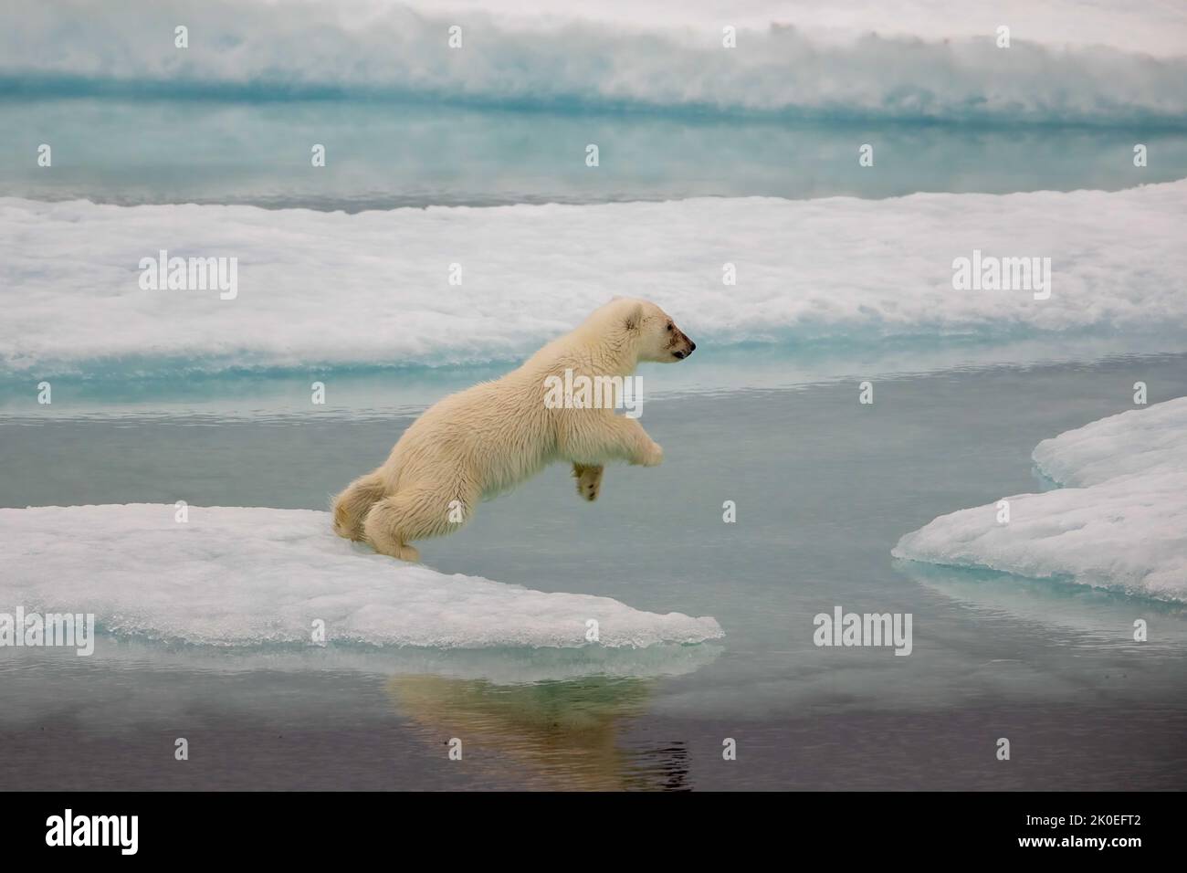 Polar bear  cub attempting leap on sea ice in Beaufort Sea, Nunavut, Canada. Stock Photo