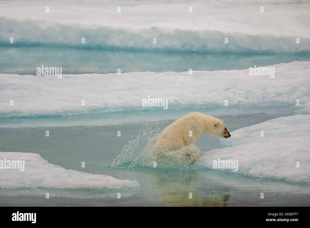 Polar bear  cub failed attempt at jumping  on sea ice in Beaufort Sea, Nunavut, Canada. Stock Photo